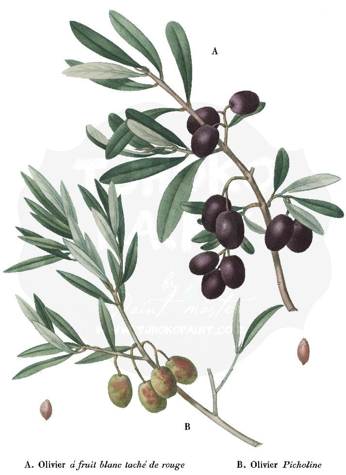 Olive Branch Study Water Transfer