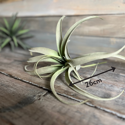 Faux Aloe Plant Bundle