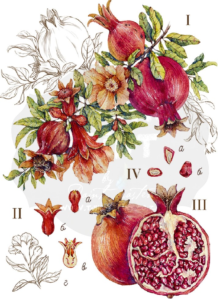 Pomegranate Study Water Transfer