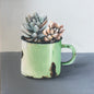 Little Succulent Pot by Sharon Welman